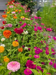 Another big shower right now - my zinnias. Zinnia is a member of the aster family and native to Mexico and Central America.