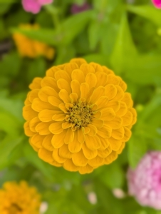 Zinnias are the simplest of flowers and was a favorite of my dad. They come in extraordinary colors and sizes and shapes and are easily grown in one short season.