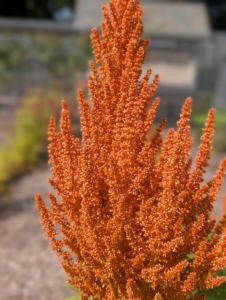 There are two main types of Amaranth grown for cutting – one with an upright growing habit where the plants produce spikes or plumes that add height and drama to arrangements.