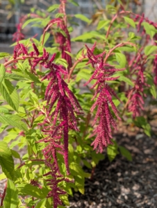 The other is a trailing type of Amaranth with a draping growth habit.
