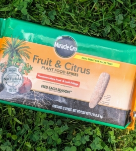 Before any tree pit is groomed, the crew feeds the trees with Miracle-Gro Fruit & Citrus Plant Food Spikes, which will promote more fruit and lush foliage.