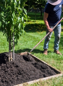Using a hard rake, the mulch is spread out evenly. Using the frame also allows the crew to bypass edging, which could harm the roots.
