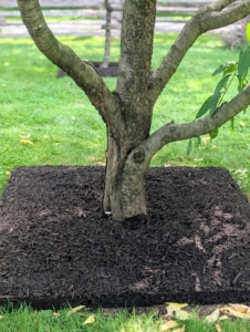 The most important tip is keep the trunk of the tree "bare to the flare," meaning nothing should ever be above the tree’s flare – the point where the tree stops widening at meets the roots.