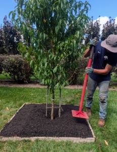 The mulch is then tamped down carefully to create a well-shaped tree pit.