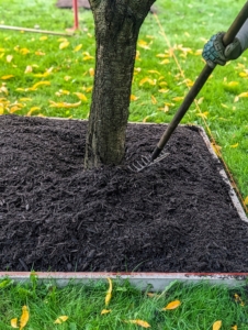 And the mulch layer should never be more than about two to four inches deep. This depth provides moisture retention, temperature regulation, and weed suppression without suffocating the tree.