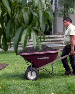 Wheelbarrows are brought in full of mulch made right here at my farm.