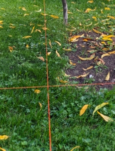 We use gardener’s twine to line up the squares so it is perfectly straight down each row of trees. The bright color makes it easier to see in the grass.