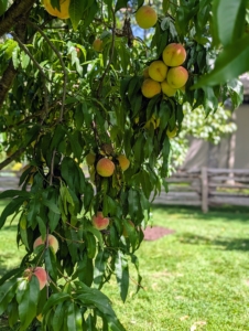 The peach trees still have many fruits. They are so delicious this year.