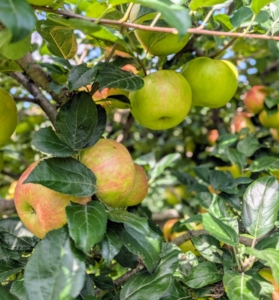 And the apples are also growing nicely - we should have a bountiful apple season come fall.