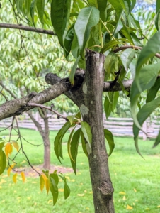 I also use natural tree "crutches" to support limbs weighed down by fruit. Notice the natural notch that supports the branch. These crutches are repurposed from felled limbs around the farm.