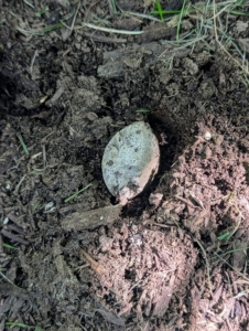 Each spike is inserted into the soil where it will release food slowly. I usually put a couple under each tree.