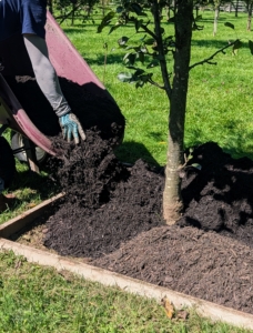 It takes about a wheelbarrow and a half to cover the tree pit sufficiently.