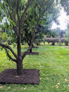 The trees look so great already – I love the geometric appearance of all the square pits.