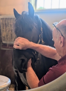 Much of Brian’s work is done through feel. He feels for any abnormalities in the mouth. Horses have 42 teeth in all. Of those, 24 are molars and premolars that are constantly growing and being worn away.