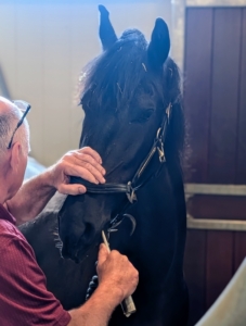 For a young horse like Ulysses, he's doing quite well.