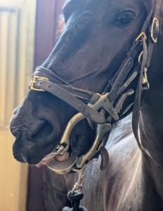 The speculum keeps the horse’s mouth open during the floating process.
