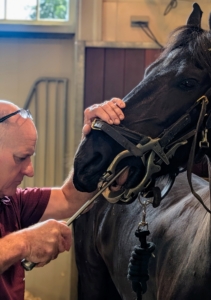 Brian uses a float to file any uneven or high edges of the front molars. The process of teeth floating and occlusion adjustment are not painful, but the sound of the rasp may need some getting used to, especially for a horse that is new to dental care.