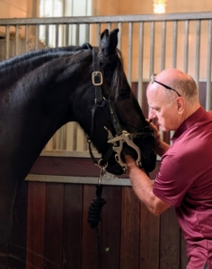 Brian stops every so often to feel and reassess the tooth being floated. Afterward, Brian does some finishing touches with the “s” file. Brian also continues to speak softly to keep the horse relaxed.