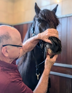 Back in the stable, Brian checks out Stewart's teeth. Brian says his molars are in good condition, but will have to watch the front to make sure they remain well aligned.