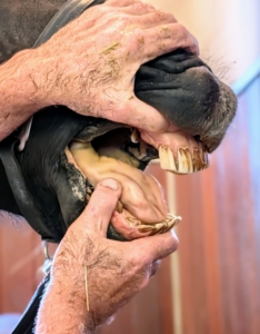 Unlike human teeth, which are covered in a hard, smooth enamel layer, horse teeth are coated in cementum, a softer and more porous material making them more prone to staining from food, soil, and minerals. This is why horse teeth can look dull or discolored even without visible decay.