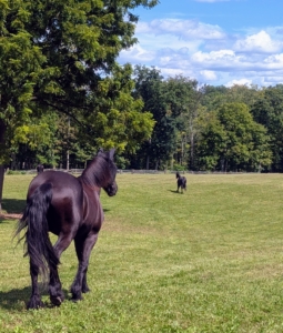 Ulysses and Stewart are two of the five Friesians in my stable. They join my donkeys and my Fell pony. This is what I call the “run-in” pasture. It is the largest of my fenced in paddocks and has a sizable shelter where the horses can gather for shade or food, etc.
