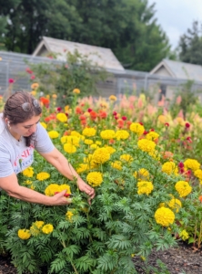 I planted flowers that do well in full sunlight, meaning they get at least six to eight hours of sun per day. Enma cuts some of these giant Aztec marigolds for indoor arrangements.