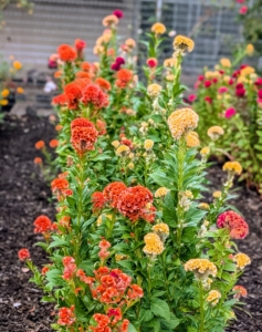 Celosia is a small genus of edible and ornamental plants in the amaranth family, Amaranthaceae. Its species are commonly known as woolflowers, or, if the flower heads are crested, cockscombs. The plants are well known in East Africa’s highlands and are used under their Swahili name, mfungu.
