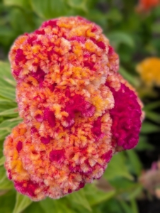 While many are one color, some of them come in a combination of colors, such as this one in shades of orange and red.