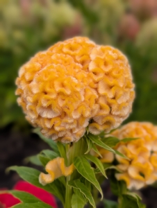 This crested type, Celosia Cristata, has twisted, dense, velvety flower heads that can grow to six inches wide.