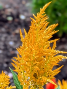 Here's a plume celosia in a bold gold. The flowers are vibrant in the garden, but also hold up very well when cut, adding dramatic texture to arrangements.