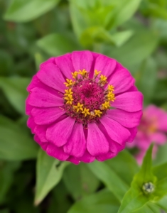 The Aztecs originally called them “plants that are hard on the eyes” because of their colorful flowers. Zinnia is named after Johann Gottfried Zinn, a German botany professor who discovered the plants and brought them to Europe in the 1700s.
