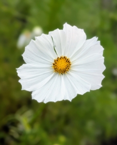 Cosmos are annuals with colorful daisy-like flowers that sit atop long slender stems. They attract birds, bees, and butterflies and come in a variety of colors including white and various shades of pink, crimson, rose, lavender, and purple, all with yellow centers.