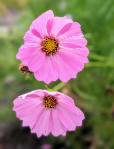 The lacy foliage and silky flowers bloom from midsummer to the first frost.