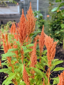 This is Amaranth. The velvety flowers are dense – some with drooping tassels. Blooms come in richly saturated harvest hues, and they hold their colors and shapes even when dry.