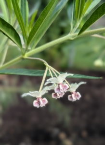 The hairy balls milkweed also produces clusters of small, star-shaped white or pale green flowers. These blooms are delicate and fragrant, and are loved by pollinators.