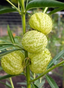 And have you ever seen these? Commonly called hairy balls milkweed, Gomphocarpus physocarpus, this plant stands out in any garden. The round, balloon-like seed pods are covered with soft, hair-like spines.