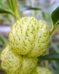 These pods can reach the size of a small lime.