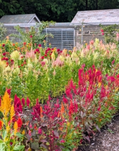 I hope your flower gardens are also doing wonderfully this year.