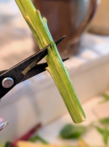 When cutting flower stems always cut at a 45-degree angle. Cutting the stems at this angle, rather than straight across, allows for greater surface area and increased water uptake.