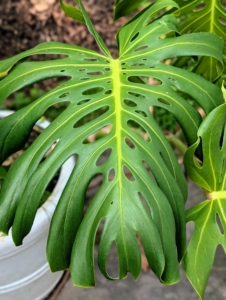 Monstera is recognized by its large, glossy green leaves with natural splits and holes — a look that often gives it the name “Swiss Cheese Plant.”