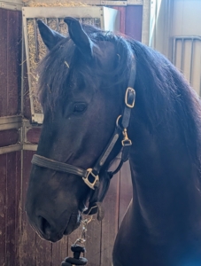In most cases, the horse feels the changes right away - he should be much more comfortable now.