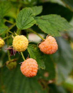 The raspberry is made up of small “drupe” fruits which are arranged in a circular fashion around a hollow central cavity. Each drupelet features a juicy pulp with a single seed.