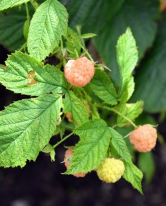 Gold raspberries get their distinctive yellow‑to‑amber color from a natural genetic mutation in the common red raspberry that prevents the production of anthocyanins - the water‑soluble plant pigments responsible for the red, purple, and blue colors in many berries, including red raspberries.