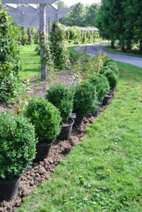 In September 2017, this pergola went through a big transformation. I decided this area would be great if planted with a row of boxwood on both sides. Every boxwood was positioned perfectly, two and a half-feet apart from the next.