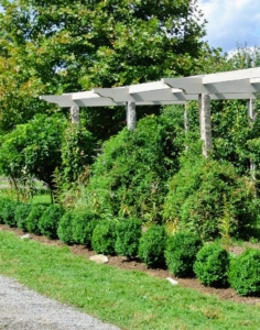 At the time, these shrubs were only about a foot tall, but every one in excellent condition. Boxwood can grow in full sun and partial shade.