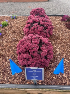 This is Hot Rocks™ Dark Leaf Red Sedum, Sedum telephium, with its a compact habit, and vibrant deep red flowers on dark chocolate foliage.