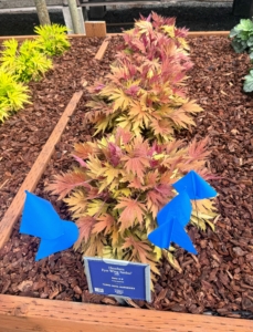 This Heuchera is Frye Wing 'Amber.' It has autumn tones of honey, copper, yellow, and orange, and deeply cut lacy foliage.