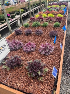 This is something new at Monrovia - Frye Wing Heuchera from Terra Nova. I have lots of heuchera at my farm. Heuchera, or coral bells, is a colorful perennial, with attractive foliage and bell-shaped flowers. It comes in an array of colors and forms, and grows wonderfully in shade gardens.
