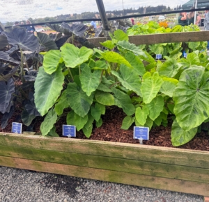 These are different types of Royal Hawaiian Colocasia - tropical, compact, clumping plants with striking variegated foliage. I love Colocasias and display mine outdoors in ornamental urns every summer.