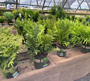 These are Jurassic ferns from the Dan Hinkley Collection at Monrovia.